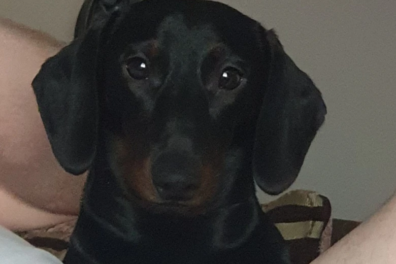 Dachshund (Smooth Haired)