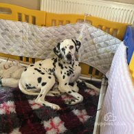 Dalmatian - Both