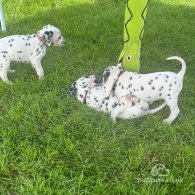 Dalmatian - Both