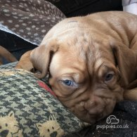 Dogue De Bordeaux - Both