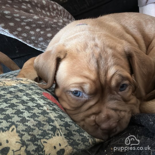 Dogue De Bordeaux - Both