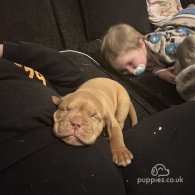 Dogue De Bordeaux - Both