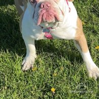 Dorset Olde Tyme Bulldogge - Both