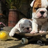 English Bulldog - Both