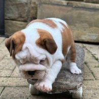 English Bulldog - Both