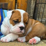 English Bulldog - Both