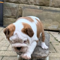 English Bulldog - Both