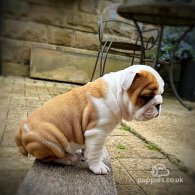 English Bulldog - Both