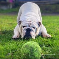 English Bulldog - Both