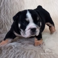 English Bulldog - Dogs