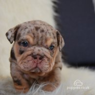 English Bulldog - Dogs