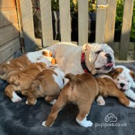 English Bulldog - Both