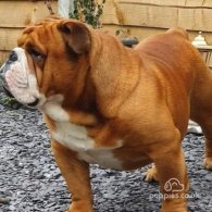 English Bulldog - Both