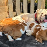 English Bulldog - Both