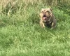 English Bulldog