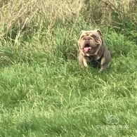 English Bulldog