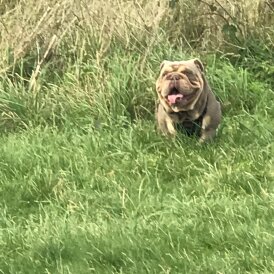 English Bulldog