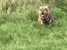 English Bulldog