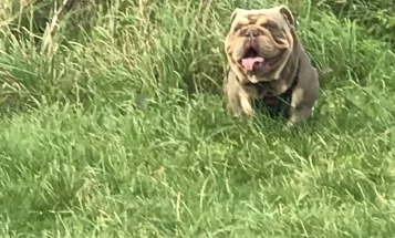 English Bulldog