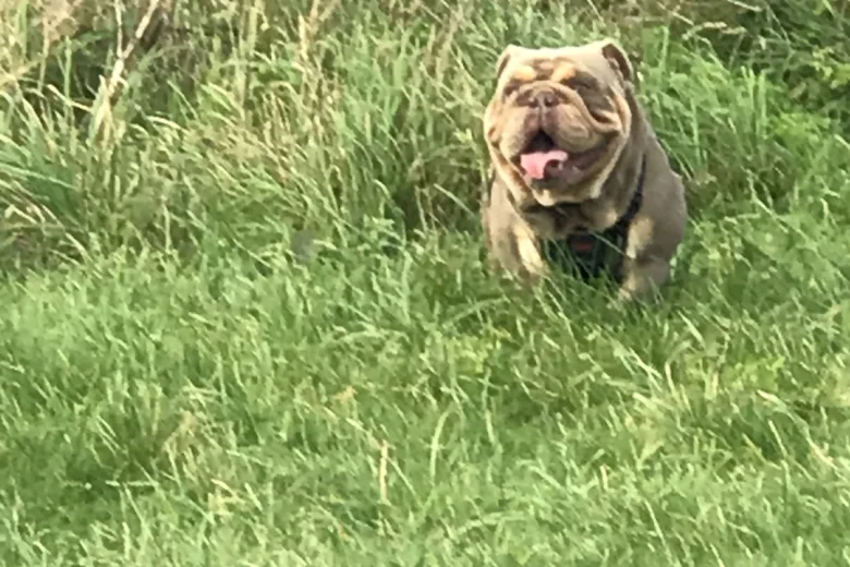 English Bulldog