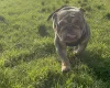 English Bulldog
