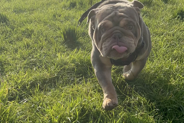 English Bulldog