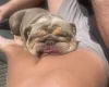 English Bulldog