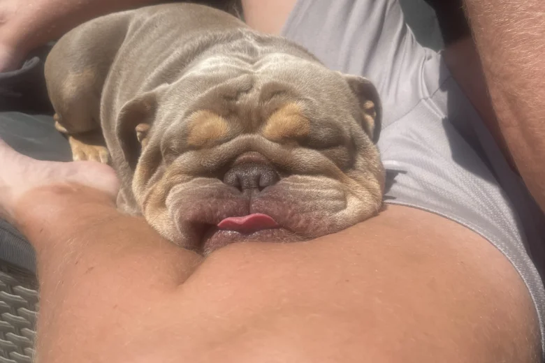 English Bulldog
