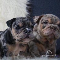 English Bulldog - Dogs