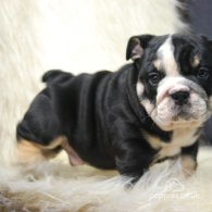 English Bulldog - Dogs