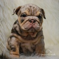 English Bulldog - Dogs