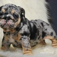 English Bulldog - Dogs