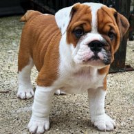 English Bulldog - Both