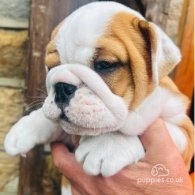 English Bulldog - Both