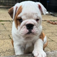 English Bulldog - Both