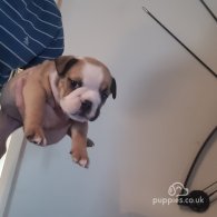 English Bulldog - Both