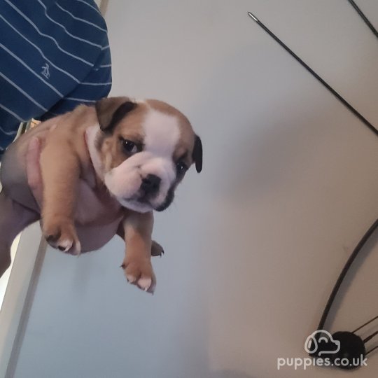 English Bulldog - Both