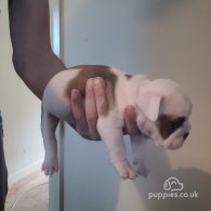 English Bulldog - Both