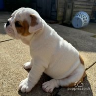 English Bulldog - Both