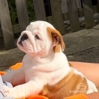 English Bulldog - Both