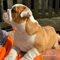 English Bulldog - Both