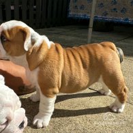 English Bulldog - Both