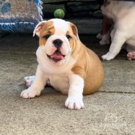 English Bulldog - Both