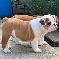 English Bulldog - Both