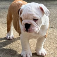 English Bulldog - Both