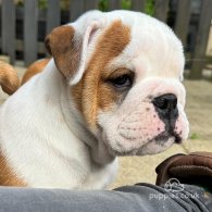 English Bulldog - Both