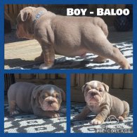 English Bulldog - Both