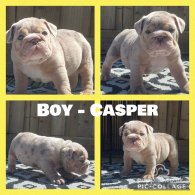 English Bulldog - Both