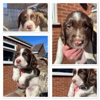 English Springer Spaniel - Dogs