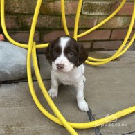 English Springer Spaniel - Dogs